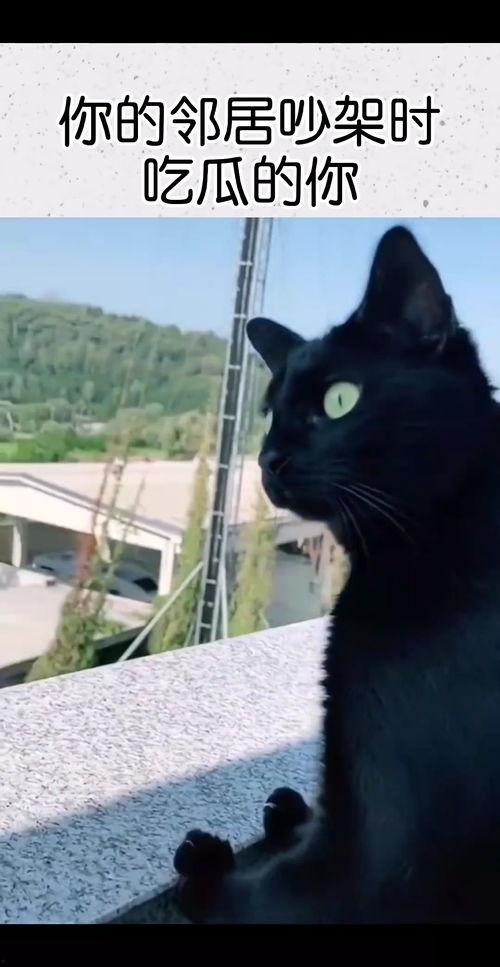 吵架吃瓜蛙,一场趣味横生的蛙界风波  第2张