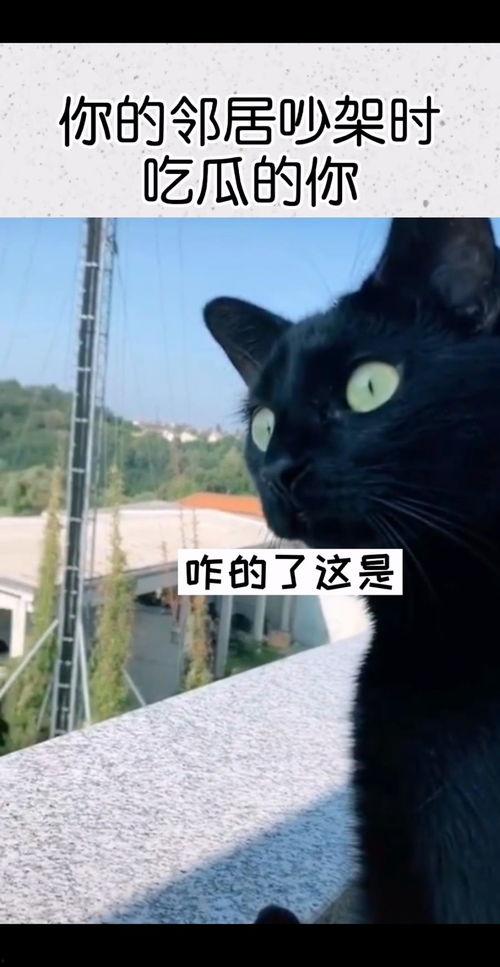 吵架吃瓜蛙,一场趣味横生的蛙界风波  第3张