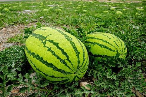 曹县大瓜吃瓜,一场全民吃瓜盛宴的狂欢  第3张