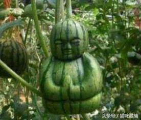 吃瓜深井冰,网络热词背后的文化现象  第3张