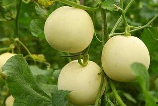 真实吃瓜在线观看,真实吃瓜在线观看背后的故事  第2张