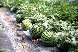 西西西吃瓜,揭秘娱乐圈背后的秘密与真相  第2张