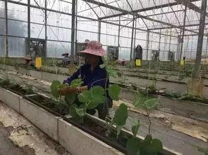 柳州1中吃瓜  第2张