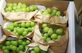 柳州1中吃瓜  第3张