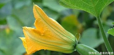 瓣花吃瓜组,揭秘网络热门话题背后的趣味与真相