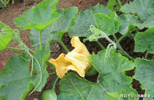 瓣花吃瓜组,揭秘网络热门话题背后的趣味与真相  第2张