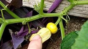 瓣花吃瓜组,揭秘网络热门话题背后的趣味与真相  第3张