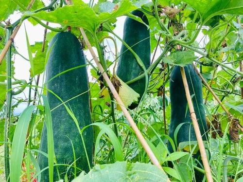 吃瓜劲爆文,吃瓜群众热议的劲爆事件大汇总  第2张