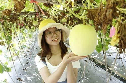 小暑吃瓜的寓意,瓜果飘香，寓意丰收与清凉  第2张