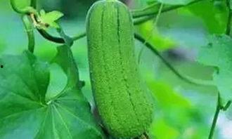 吃瓜三丫  第3张