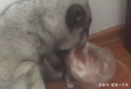 民警救狐狸吃瓜