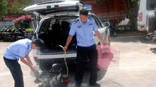 民警救狐狸吃瓜  第2张