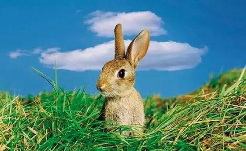 对手戏 吃瓜兔,娱乐圈对手戏背后的精彩故事  第3张