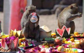 话剧猴子吃瓜串词