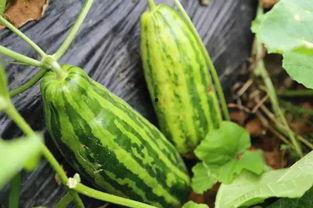 瓜地吃瓜人  第2张