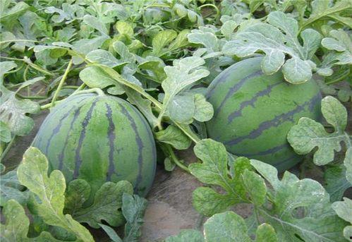 瓜地吃瓜人  第3张