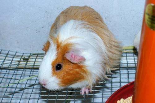 豚鼠可以吃宝石瓜吗