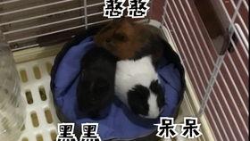 豚鼠可以吃宝石瓜吗  第2张