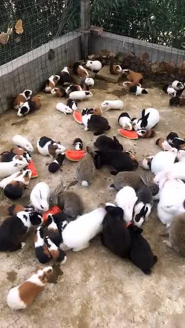 豚鼠可以吃宝石瓜吗  第3张