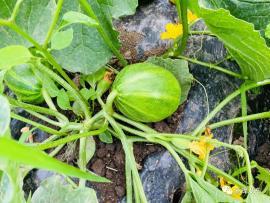 吃瓜群众的瓜长啥样,一场全民参与的舆论盛宴  第3张