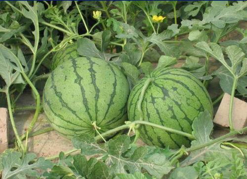 盐山吃瓜事件,一场引发社会热议的食品安全风波  第2张