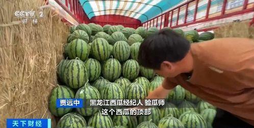 八叉乌鸡吃瓜  第2张