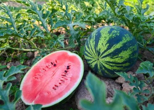 八叉乌鸡吃瓜  第3张