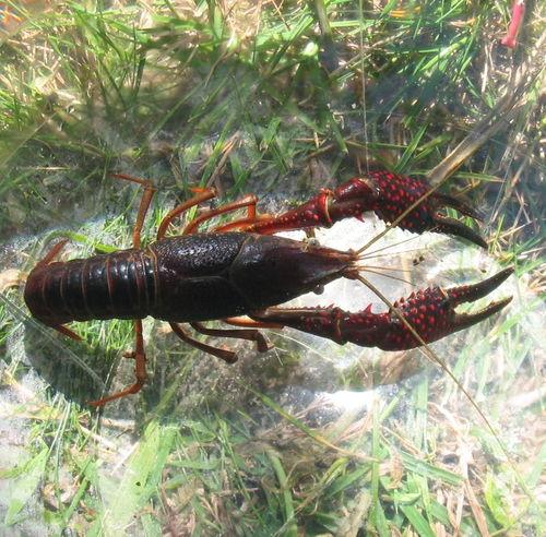 大秦小虾吃瓜,揭秘娱乐圈背后的秘密