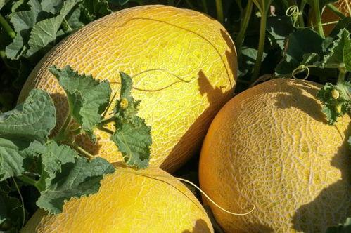 天堂吃瓜,揭秘神秘天堂的吃瓜传奇  第3张