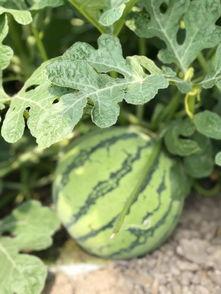 西安地产吃瓜,吃瓜群众揭秘楼市幕后  第2张