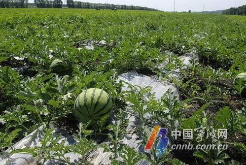 西安地产吃瓜,吃瓜群众揭秘楼市幕后  第3张