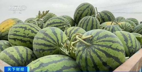 luna自由吃瓜基地,网红聚集地，娱乐狂欢新地标  第2张