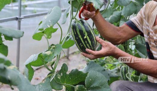 秋天你吃瓜吗,秋天也能吃瓜的奇妙体验  第2张