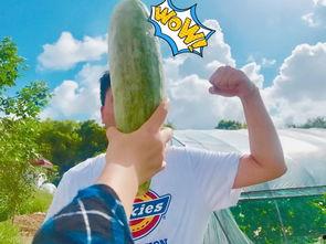 瓜吃的有点饱,尽享夏日丰收滋味  第3张