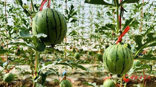 小孩吃一整个瓜  第3张