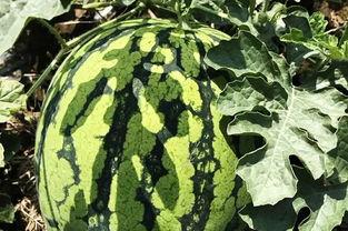 北邮电吃瓜,揭秘校园吃瓜背后的故事  第2张