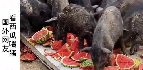 吃瓜博主西瓜特效  第2张