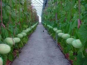 吃瓜盈利,揭秘网络时代下的“瓜农”致富之路  第3张