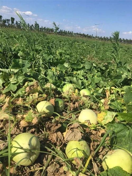 吃瓜地址是,探寻网络八卦背后的真相  第2张