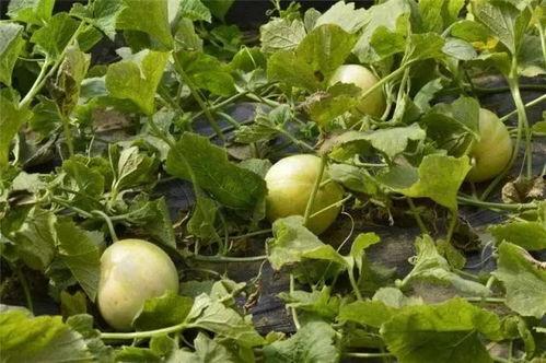 吃瓜地址是,探寻网络八卦背后的真相  第3张