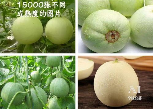 吃瓜福酱  第2张