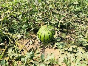 北京吃瓜的视频,揭秘北京人生活百态  第2张