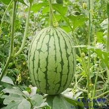 梦见我在吃瓜,揭秘“吃瓜”背后的神秘寓意