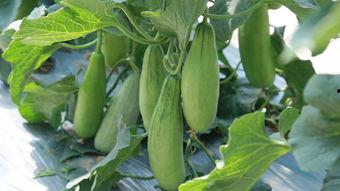 阔寨社区吃瓜,瓜香四溢，邻里共享欢乐时光  第2张