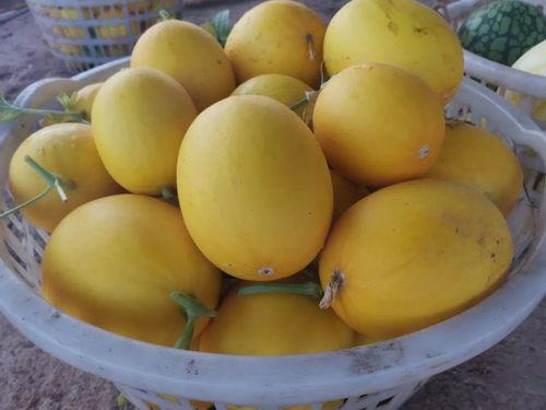 沙河吃瓜录音,一场网络热议背后的真相  第2张