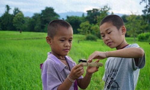 梦见亲兄弟给瓜吃,兄弟情深，瓜甜如蜜  第2张