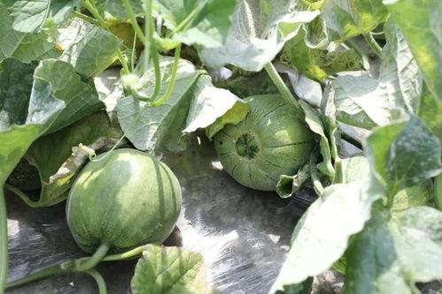 名字叫吃瓜,一场全民娱乐盛宴  第2张