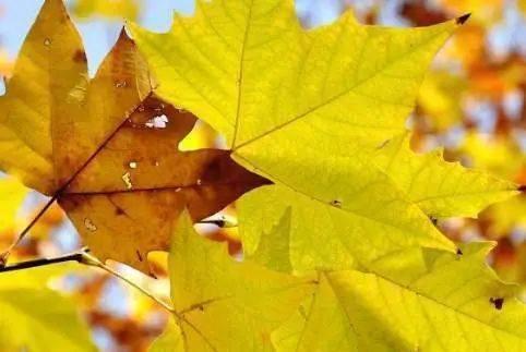 立秋吃秋瓜了,秋瓜养生正当时  第3张