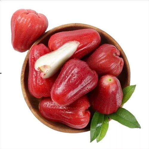 莲雾吃瓜视频网址  第2张