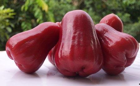 莲雾吃瓜视频网址  第3张